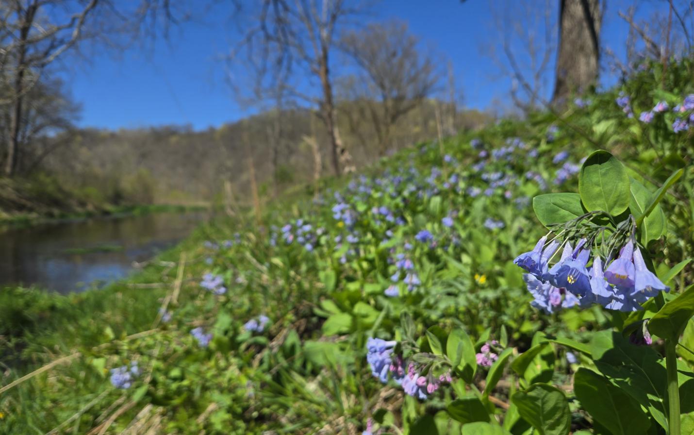 bluebells near the banks of Tainter Creek