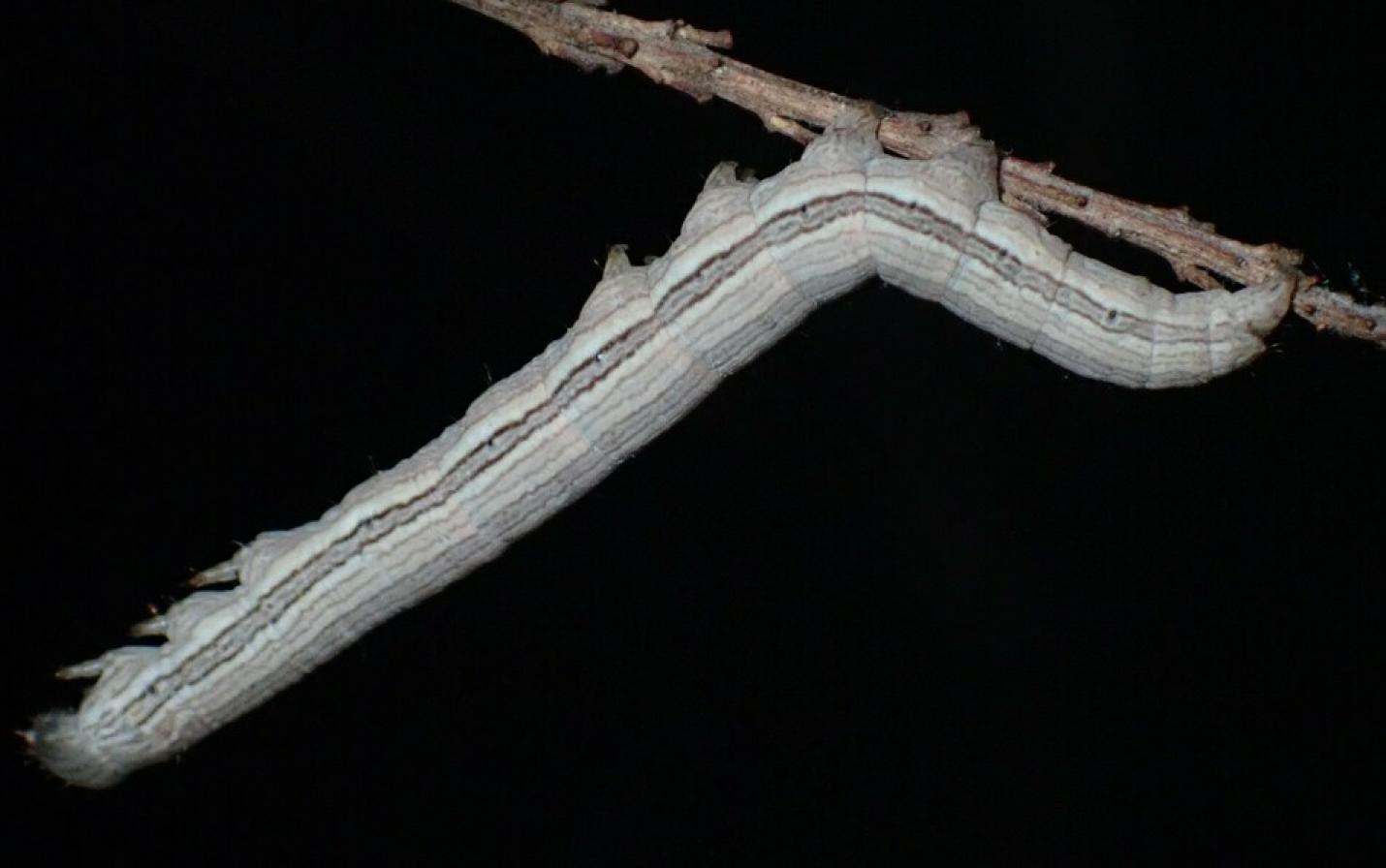 caterpillar