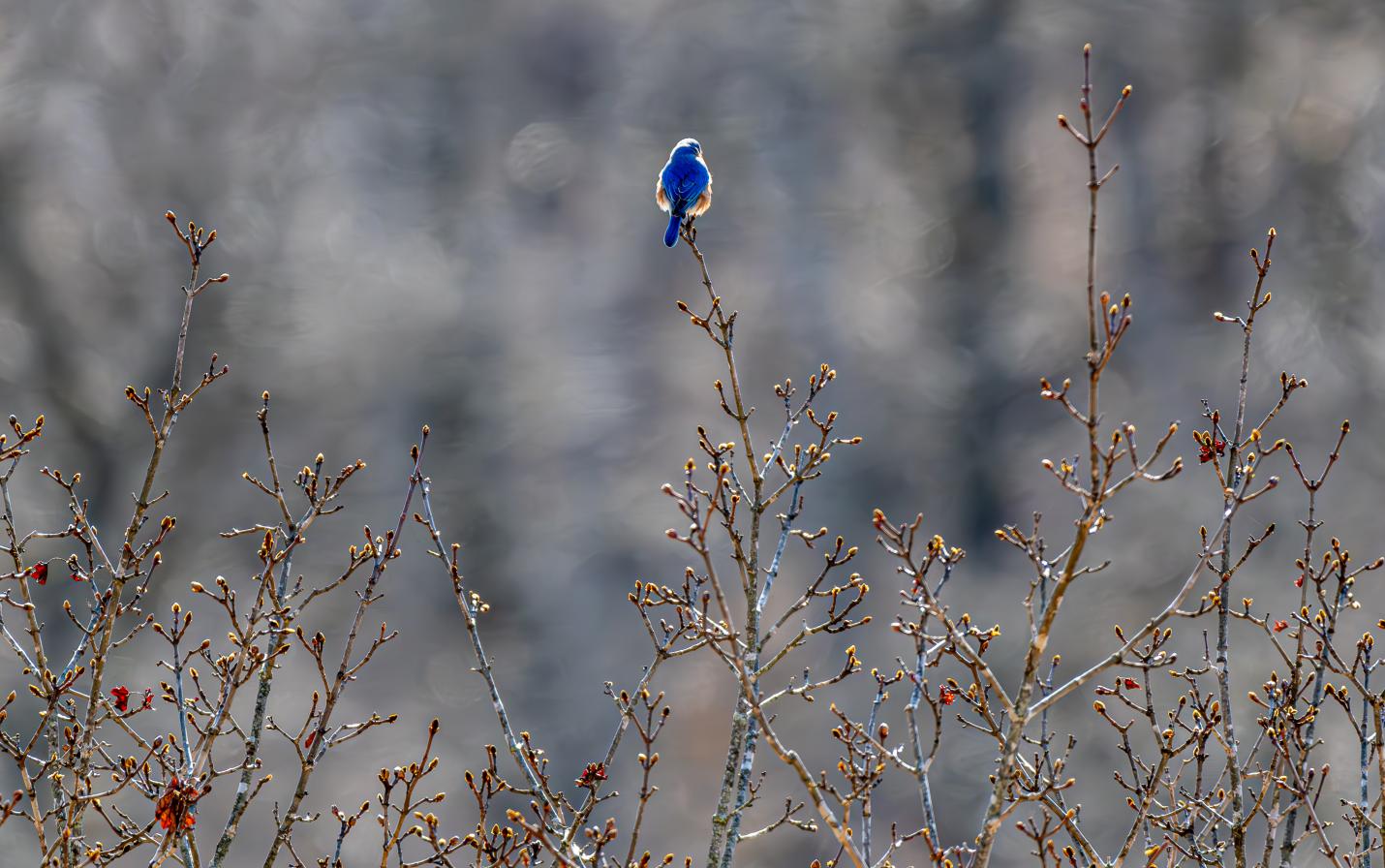 Bluebird Deb Warren