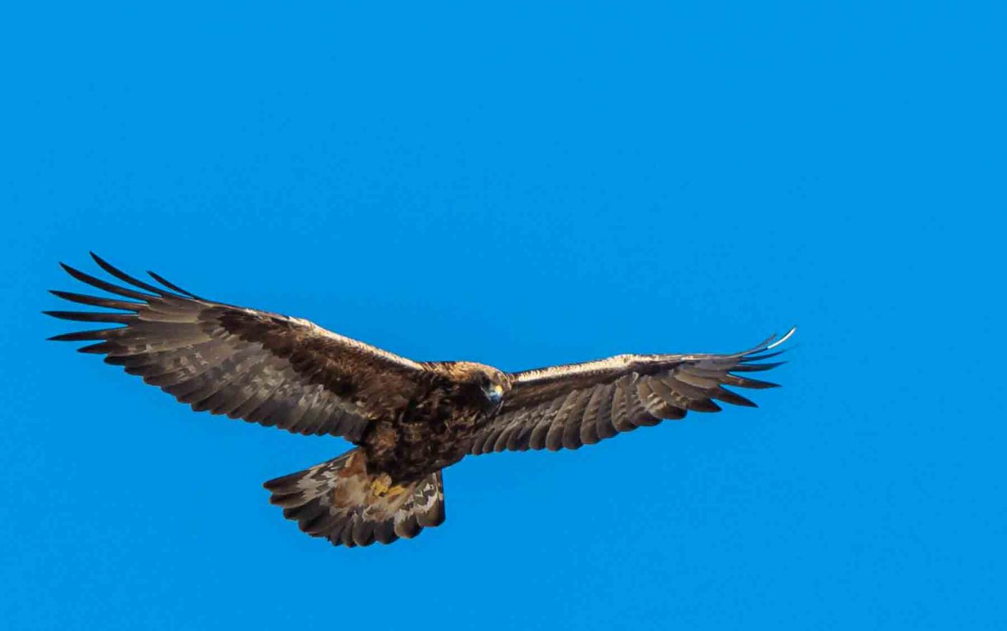 A golden eagle soars above the Driftless. Photo by Bruce Bartel