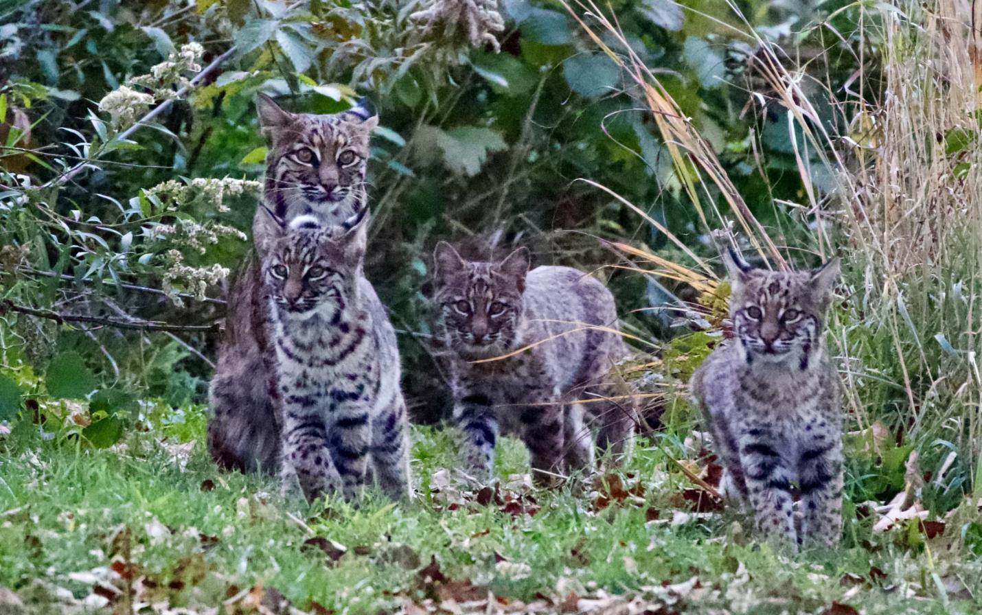 bobcats