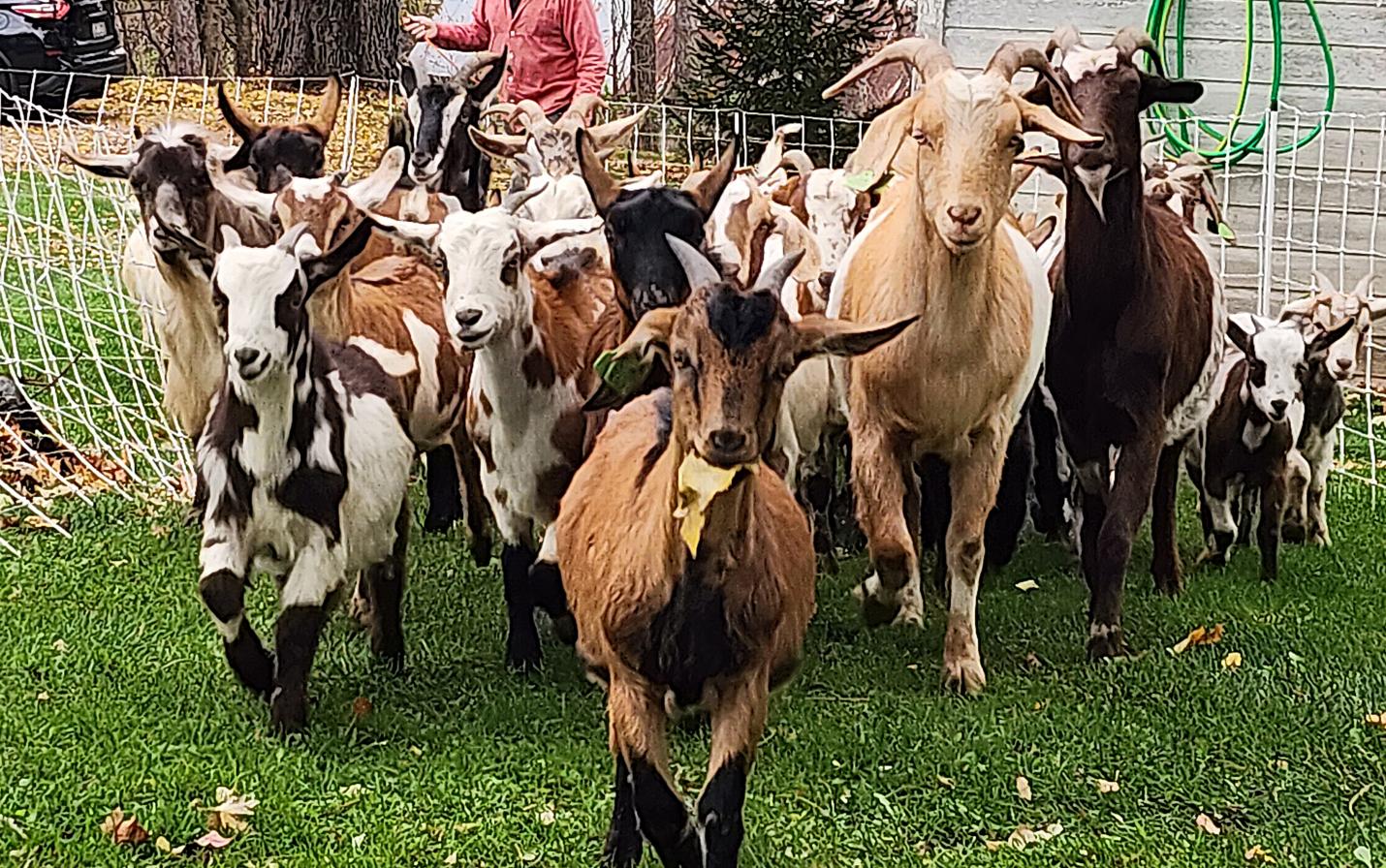 goats ready to graze