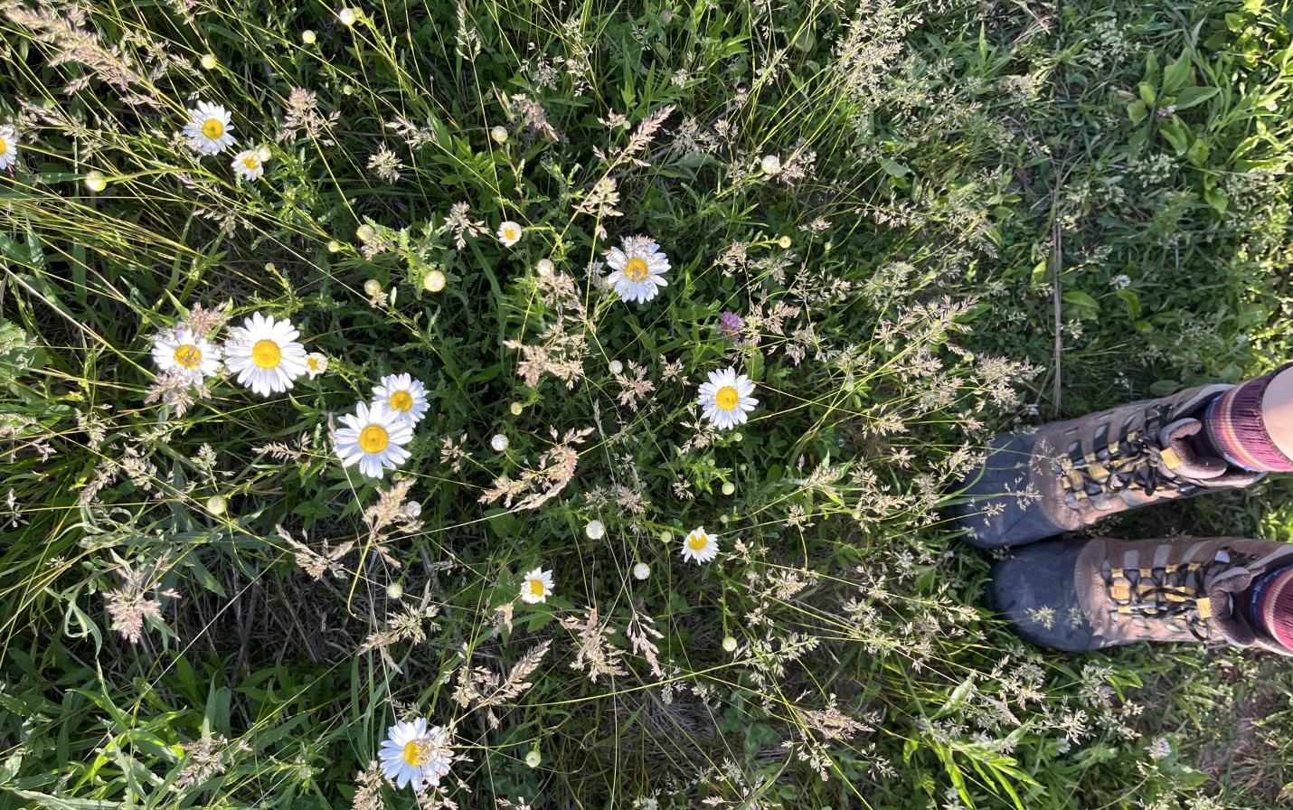 flowers