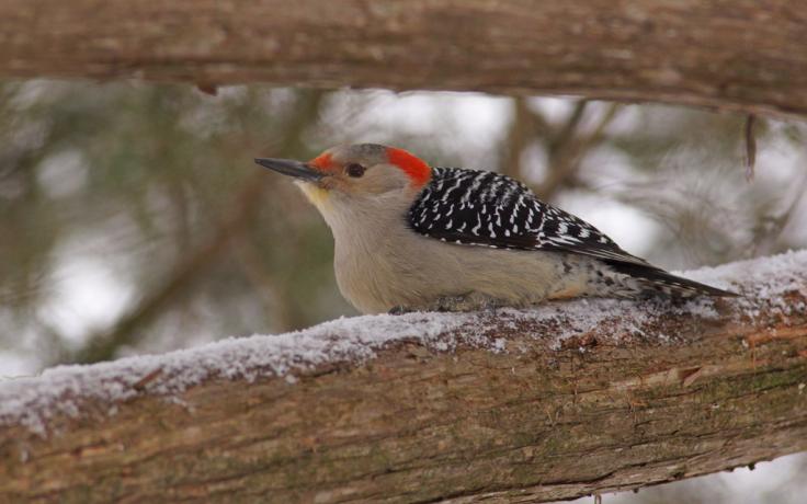 Red-bellied woodpecker photo courtesy of Allen Blake Sheldon