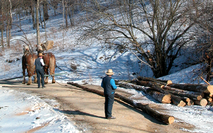 Picture of logging with horses 