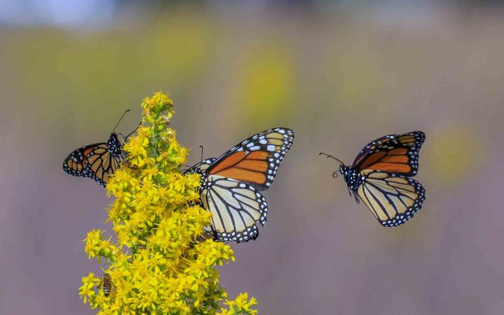photo of monarch butterflies