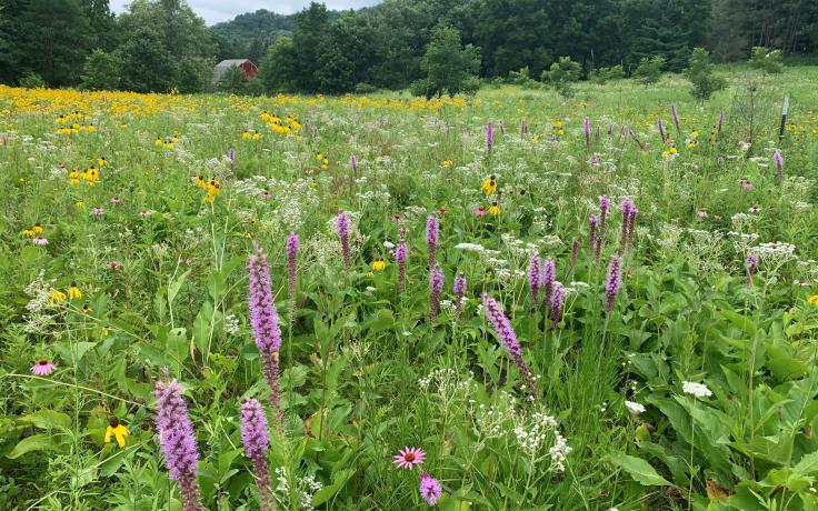 prairie reconstruction to protect water, biodiversity, and climate