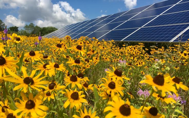 solar collection with flower and honey production
