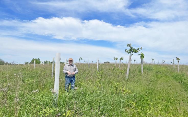 Landowner planting oak trees to build climate resilience