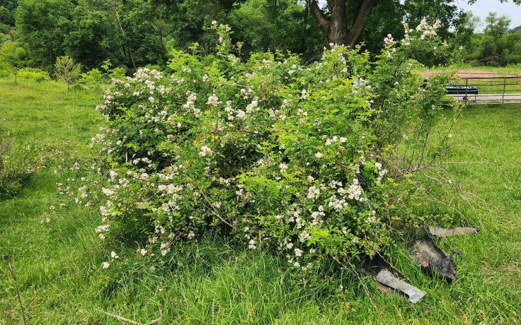 photo of multiflora rose plant in bloom