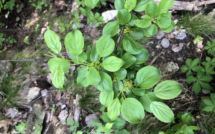 Invasive buckthorn