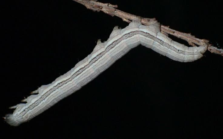 caterpillar