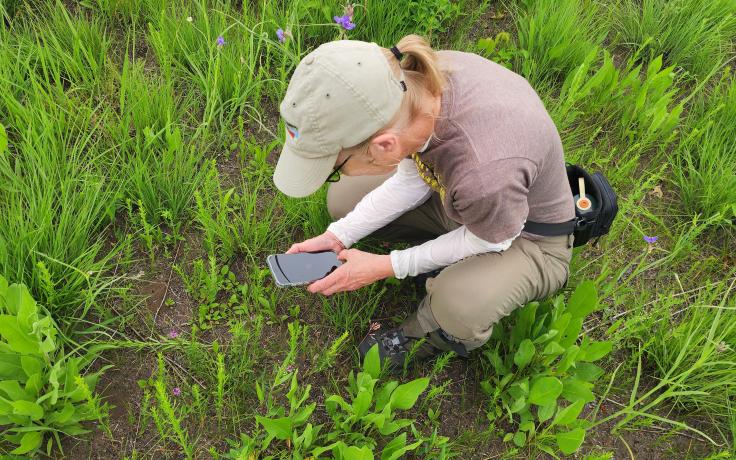 Marge photographs a native plant at Holland Sand Prairie