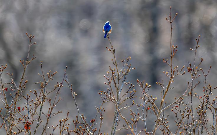 Bluebird Deb Warren