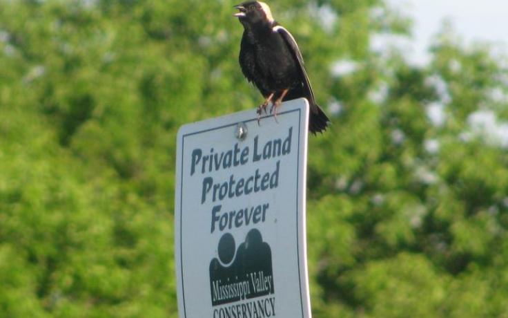 Bobolink perched on a protected land sign